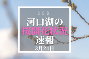 河口湖の桜開花速報